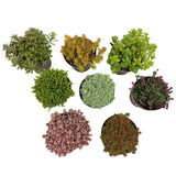 Green boutiQ - Bodembedekker - Winterhard - Alpine Mix - 8 Planten - Diversen Kleuren- Weinig Onderhoud - Pot 14 Hoogte 17