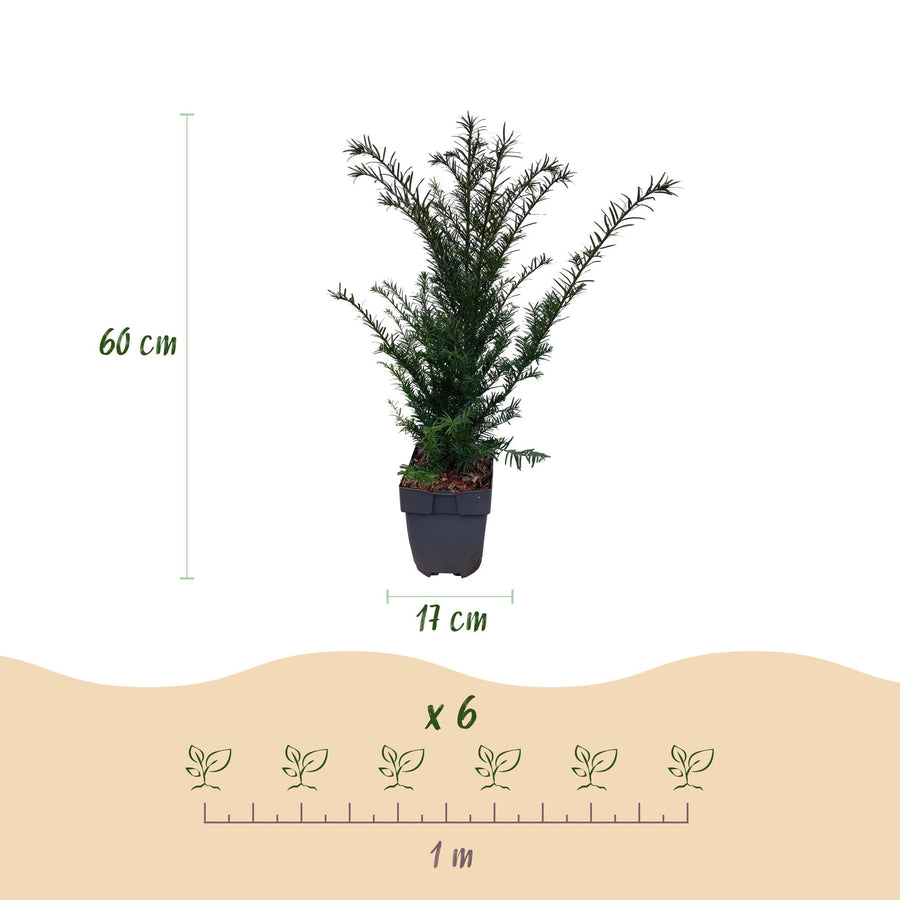 Taxus (Taxus baccata) – 6 planten · 60 cm bij levering · voor 1 strekkende meter (foto 3)