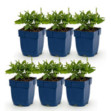 Green boutiQ - Vasteplant - Salvia Tricolour - Salie - Geurend - Paars - Roze - Wit - 6 Planten - Pot 11cm - Hoogte 15-25cm