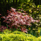 Green boutiQ - Terrasplant - Japanse Esdoorn - Acer palmatum Atropurpureum - Paars - 1 Plant - Bladverliezend - Pot 19cm Hoogte 70cm