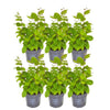 Plants by Frank - 1 meter Haagbeuk - Carpinus Betulus - Set van 6 winterharde haagplanten - Bladverliezende haag - Vers van de kwekerij geleverd