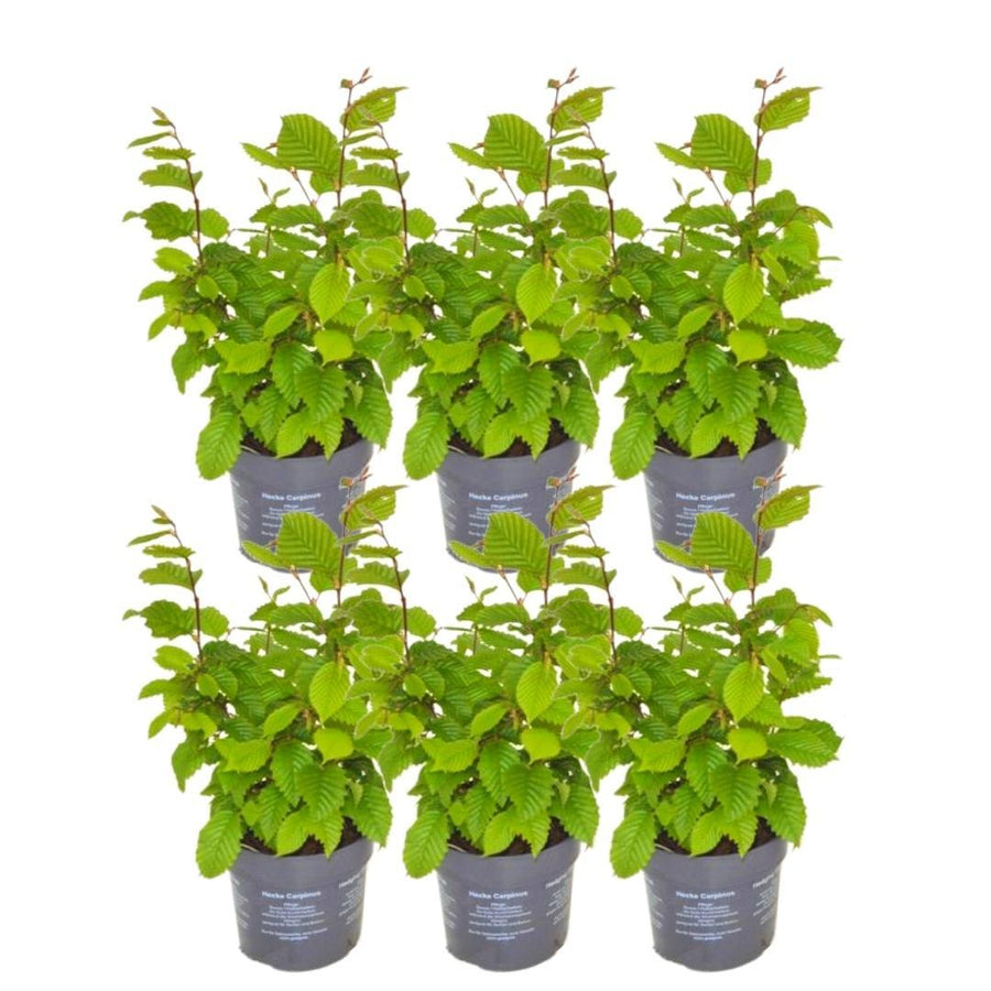 Carpinus Betulus — Haagbeukhaag, 6 planten (1 strekkende meter)