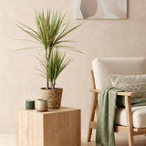 Green BoutiQ - Green is... Kamerplanten - Dracaena Sunray - Drakenbloedboom - Weinig onderhoud - met mand - Groen - 2 Planten - Pot 17cm - Hoogte 70-75cm