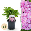 Green boutiQ - Hortensia - Hydrangea macrophylla Roze - Bloem Roze - 3 Planten - 1 m2 - Bladverliezend - Weinig Onderhoud - Pot 17cm Hoogte 30cm