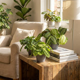 Green boutiQ - Kamerplant - Marantha Silverband, Marantha Lemon Lime Marantha Kerchoveana - Gebedsplant - Huisdiervriendelijke Plant - Groen - 3 Planten - met Potter Grijs - Pot 12cm - Hoogte 25cm