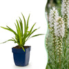 Green boutiQ - Vasteplant - Liatris spicata Alba - Lampenkruid - Bijen- en vlinderlokkers - Wit - 24 Planten - Pot 11cm - Hoogte 15-25cm