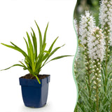 Green boutiQ - Vasteplant - Liatris spicata Alba - Lampenkruid - Bijen- en vlinderlokkers - Wit - 24 Planten - Pot 11cm - Hoogte 15-25cm