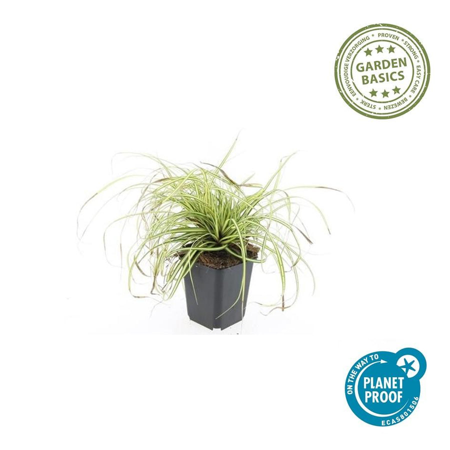 Carex oshim 'Evergold' – 12 planten · pot Ø9 cm · 10-25 cm hoog (foto 3)