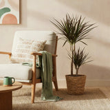 Green BoutiQ - Green is... Kamerplanten - Dracaena Magenta - Drakenbloedboom - Weinig onderhoud - Groen - 1 Plant - Pot 21cm - Hoogte 90-100cm