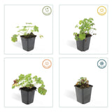 6x Geranium cant. 'Biokovo' - ↕10-25cm - Ø9cm