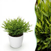 Green boutiQ - Kamerplant - Bamusa Pogonatherum Monica - Bamboegras - Huisdiervriendelijke Plant - Groen - 1 Plant - met Potter Wit - Pot 12cm - Hoogte 20cm