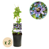 Green boutiQ - Passiebloem - Passiflora Damsels Delight- Bloem Paars met Wit - Weinig onderhoud - 2 planten - Pot 11cm Hoogte 40cm