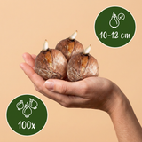 100x Bollenschadutuin - Diversen - Zomerbloeier - Bolmaat 10/12