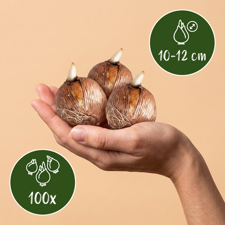 Bollenmix schaduwtuin — 100 stuks (bolmaat 10/12)