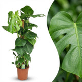 Green boutiQ - Kamerplant - Gatenplant - Monstera Deliciosa mosstok - Groen - Weinig onderhoud - 1 Plant - Pot 19cm - Hoogte 90cm