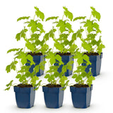 Green boutiQ - Vasteplant - Delphinium (P) Galahad - Ridderspoor - Bijen en Vlinderlokkers - Wit - 6 Planten - Pot 11cm - Hoogte 15-25cm