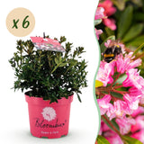 Green boutiQ - Dwerg Rhododendron - Rhododendron Bloombux Magenta - Bloeiende Buxus - Weinig Onderhoud - Roze Bloem - 6 Planten - Pot 17cm - Hoogte 30-40cm