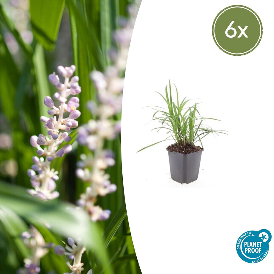 Liriope muscari 'Monroe White' – 6 planten · pot Ø9 cm · 10-25 cm hoog