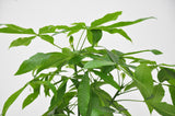 Pachira Aquatica - 100cm - ø21cm