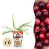 Green boutiQ - Fruitplanten - Blauwe Bes - Vaccinium macrophylla Early Black - Winterhard - 6 Planten - Pot 9 cm - Donker RodeBes