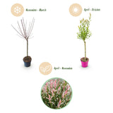 2x - Salix Flamingo - Ø17cm - ↕70-80cm