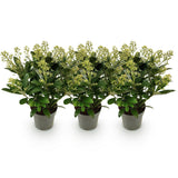 Green boutiQ - Terrasplant - Skimmia japonica Finchy - Bloem Wit - 15+ Bloemen - 3 Planten - Winterhard - Pot 15cm Hoogte 30cm
