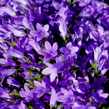 12x Campanula pers. 'Coerulea' - ↕10-25cm - Ø9cm