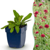 Green boutiQ - Vasteplant - Knautia macedonica - Beemdkroon - Bijen- en vlinderlokkers - Donker Rood - 6 Planten - Pot 11cm - Hoogte 15-25cm