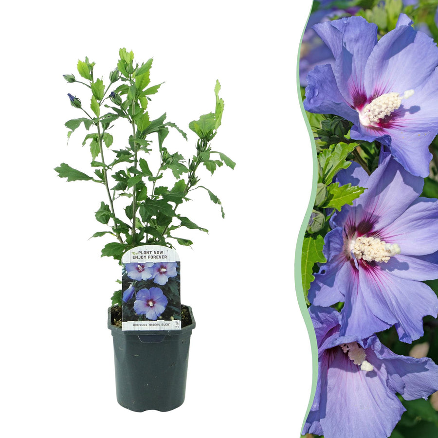 Hibiscus syriacus Oiseau Blue – 45 cm hoog