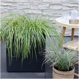 3 x Carex hachijoensis 'Evergold' - Ø 14 cm - ↨ 25 cm
