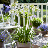 Agapanthus 'Everwhite'23cm