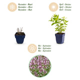 Green boutiQ - Vasteplant - Nepeta sib. Wild Orchid - Kattenkruid - Bijen en Vlinderlokkers - Roze - 6 Planten - Pot 11cm - Hoogte 15-25cm
