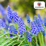 Muscaribollen Bleu Moon — blauwe druifjes, 20 stuks