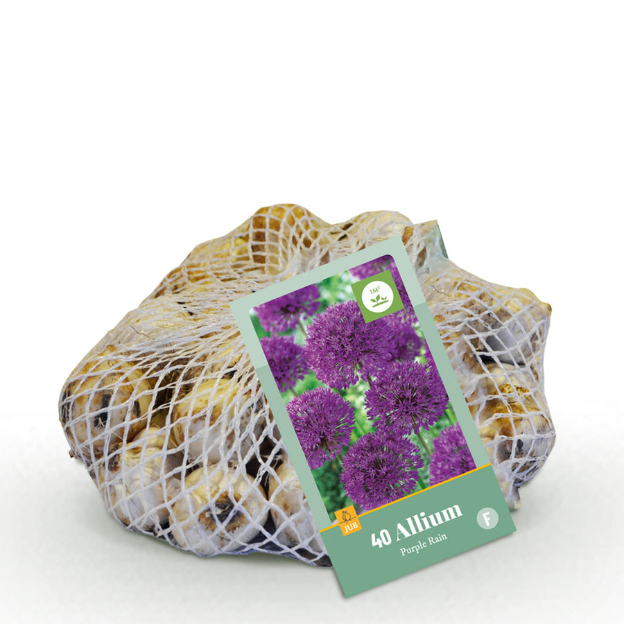 Alliumbollen Purple Rain — paars, 40 stuks (bolmaat 10/12)