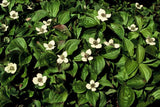 48x Cornus canadensis - ↕10-25cm - Ø9cm