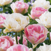 24x Tulipa Double Sensation - Gevulde tulp - Diversen - Voorjaarsbloeier - Bolmaat 11/12