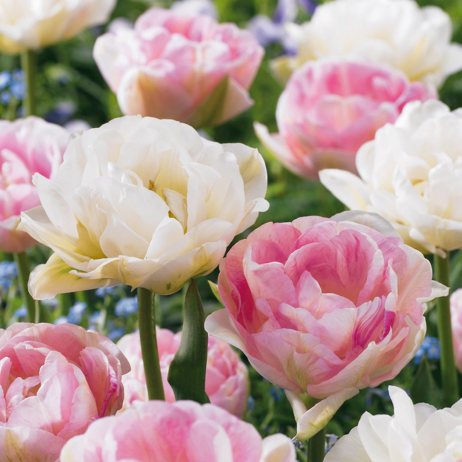 Tulpenbollen Double Sensation — gemengde kleuren, 24 stuks (bolmaat 11/12)