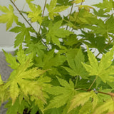 Green boutiQ - Tuinplant - Acer palmatum Orange Dream - Oranje - 3 Planten - Bladverliezend - Weinig Onderhoud - Pot 12cm Hoogte 35cm