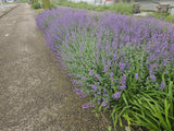 24x Nepeta 'Walker's Low' - ↕10-25cm - Ø9cm