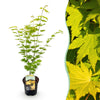 Green boutiQ - Terrasplant - Japanse Esdoorn - Acer palmatum Jordan - Geel - 1 Plant - Bladverliezend - Pot 19cm Hoogte 70cm