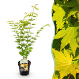 Green boutiQ - Terrasplant - Japanse Esdoorn - Acer palmatum Jordan - Geel - 1 Plant - Bladverliezend - Pot 19cm Hoogte 70cm