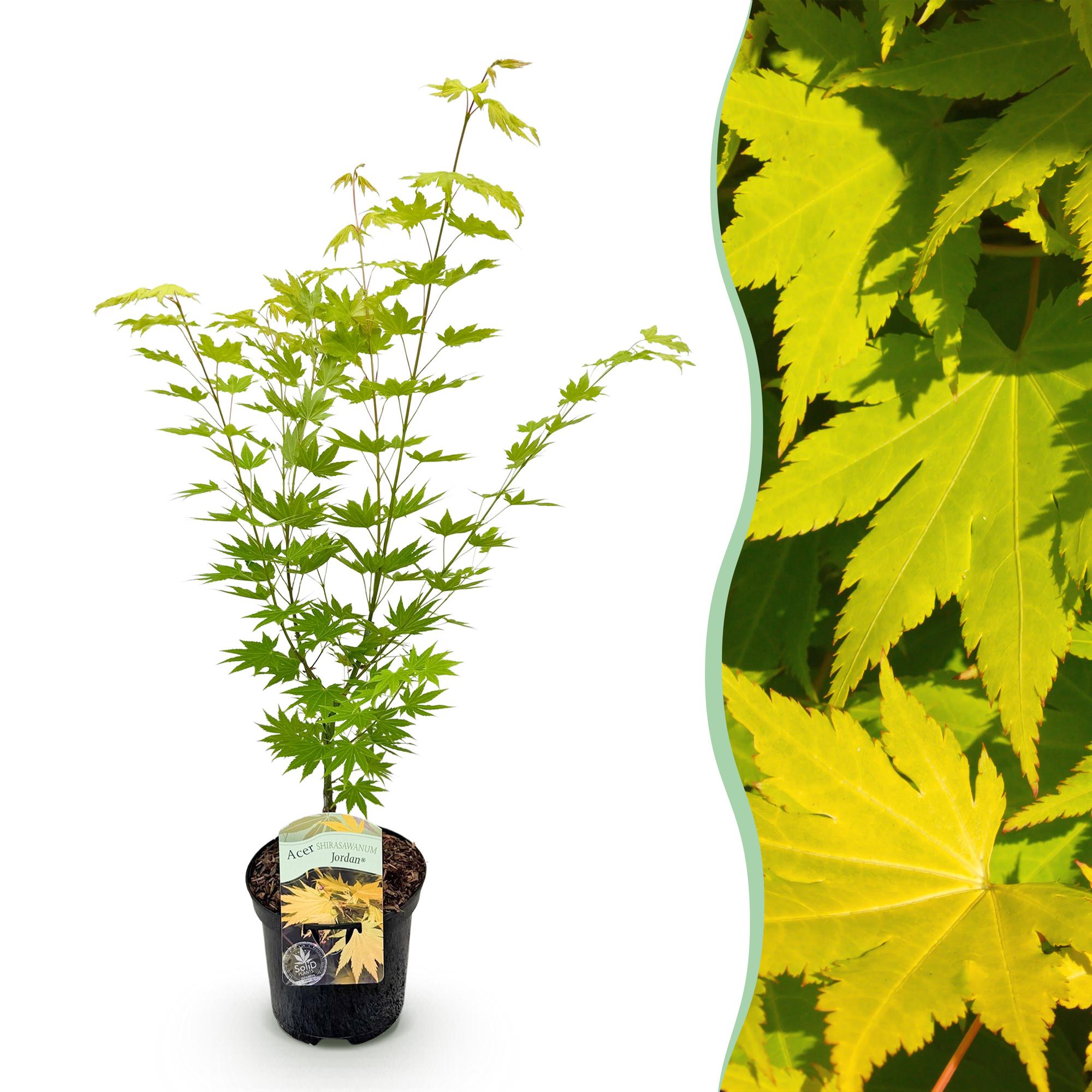 Green boutiQ - Terrasplant - Japanse Esdoorn - Acer palmatum Jordan - Geel - 1 Plant - Bladverliezend - Pot 19cm Hoogte 70cm