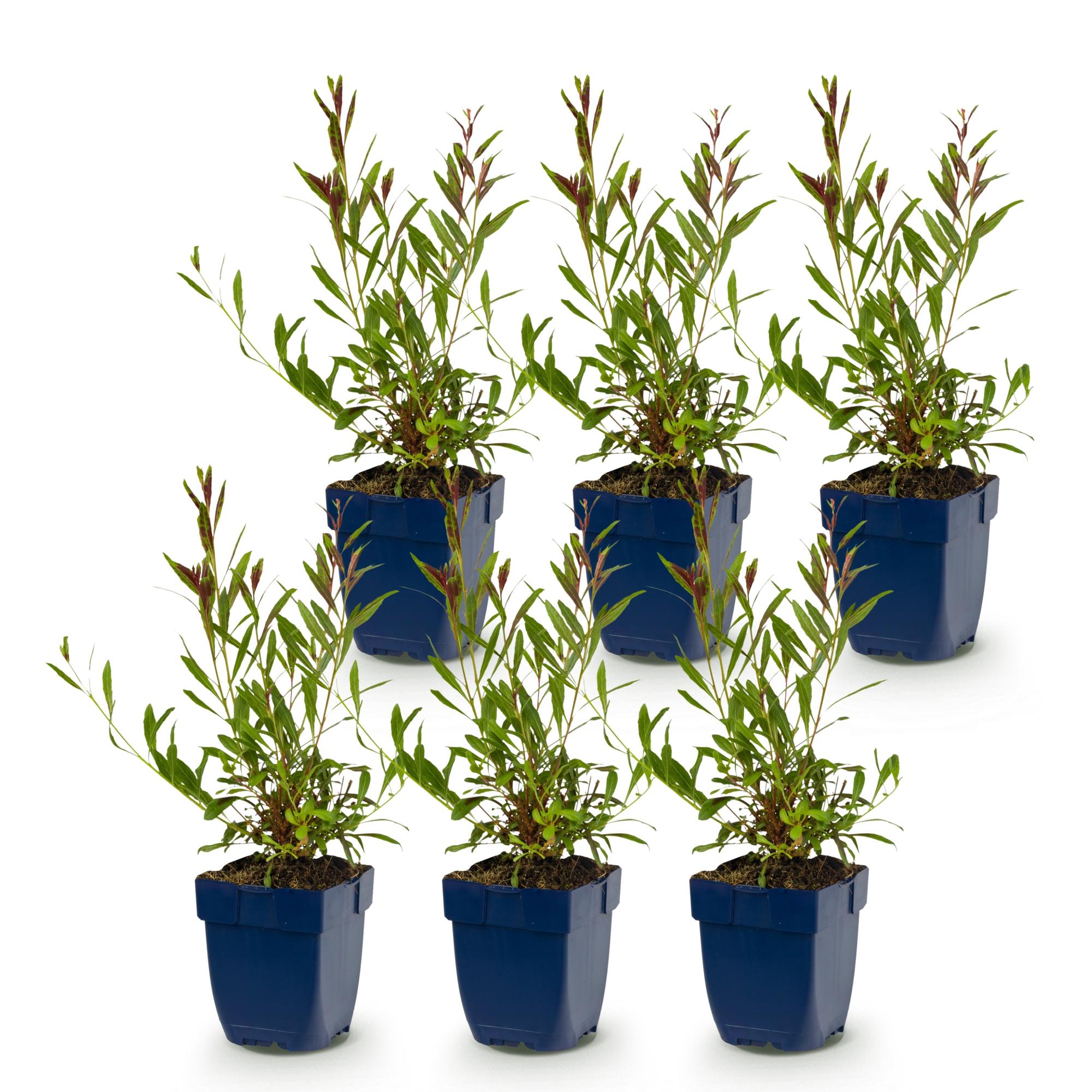 Green boutiQ - Vasteplant - Gaura Duo - Prachtkaars - Bijen en Vlinderlokkers - Roze - Wit - 6 Planten - Pot 11cm - Hoogte 15-25cm