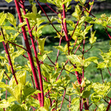 Green boutiQ - Heesters - Cornus sibirica - Rode Takken - 1 Plant - Bladverliezend - Weinig Onderhoud - Pot 17cm Hoogte 45cm