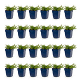 Green boutiQ - Vasteplant - Phlox MacDaniel's Cushion - Vlambloem - Bodembedekkend - Donker Roze - 24 Planten - Pot 11cm - Hoogte 15-25cm