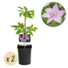 Green boutiQ - Klimplant - Clematis Hagley Hybrid - Bloem Roze - Weinig onderhoud -2 planten -Pot 11cm Hoogte 40cm