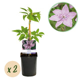 Green boutiQ - Klimplant - Clematis Hagley Hybrid - Bloem Roze - Weinig onderhoud -2 planten -Pot 11cm Hoogte 40cm