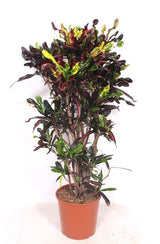 Croton Codiaeum variegatum 'Mammi' - 140cm