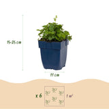 Green boutiQ - Vasteplant - Campanula portenschlagiana Tricolour - Perzikbladklokje - Bodembedekkend - Paars - Roze - Wit - 24 Planten - Pot 11cm - Hoogte 15-25cm