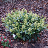 Green boutiQ - Terrasplant - Skimmia japonica Finchy - Bloem Wit - 15+ Bloemen - 2 Planten - Winterhard - Pot 15cm Hoogte 30cm